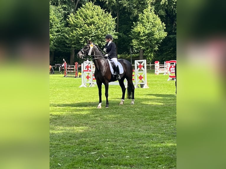 Westphalian Gelding 16 years 16.1 hh Black in Düsseldorf