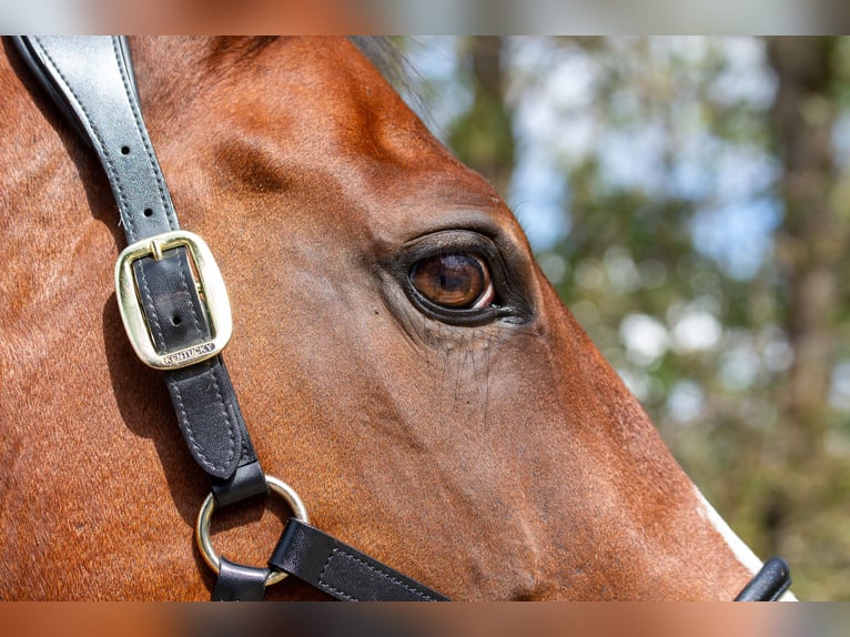 Westphalian Gelding 16 years 16,1 hh Brown in Kranzberg