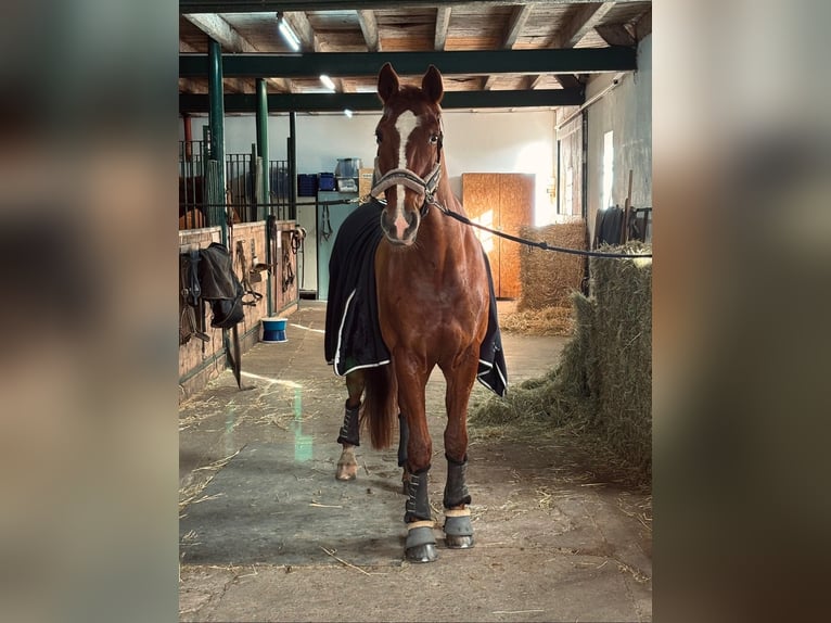 Westphalian Gelding 16 years 16,1 hh Chestnut-Red in Geldern