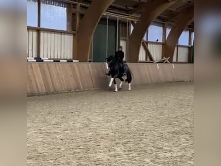 Westphalian Gelding 16 years 16,2 hh Black in Guxhagen