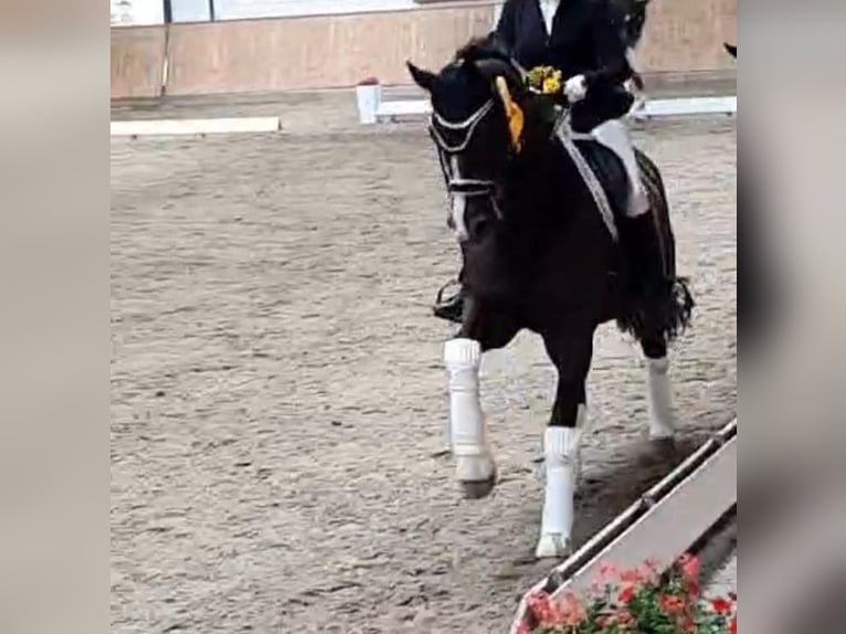 Westphalian Gelding 16 years 16,2 hh Black in Guxhagen