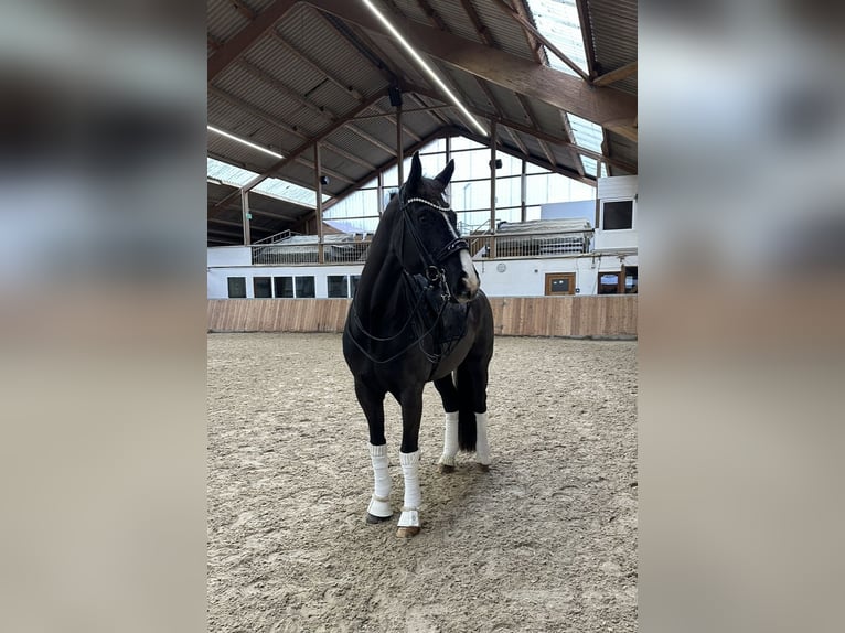 Westphalian Gelding 16 years 16,2 hh Black in Guxhagen