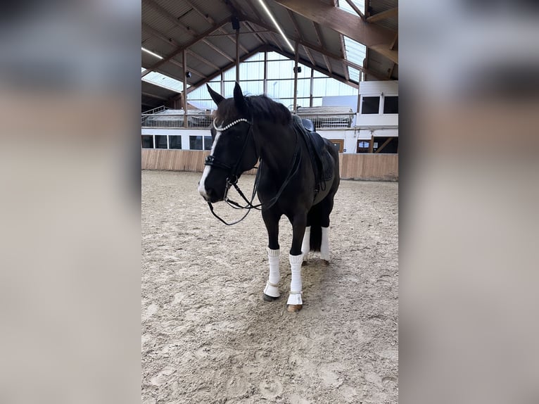 Westphalian Gelding 16 years 16,2 hh Black in Guxhagen