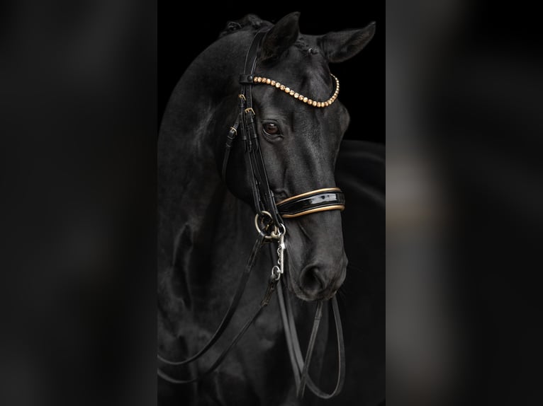 Westphalian Gelding 16 years 16,2 hh Black in Wehringen