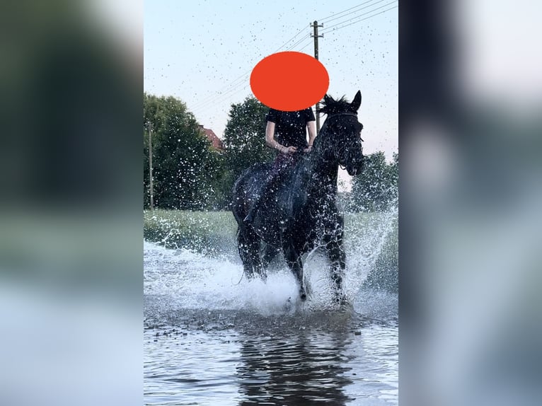 Westphalian Gelding 16 years 16,2 hh Smoky-Black in Donauwörth