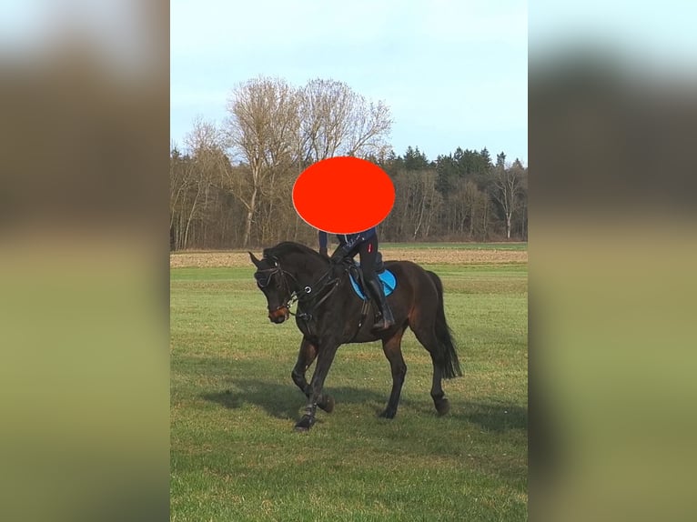 Westphalian Gelding 16 years 16,2 hh Smoky-Black in Donauwörth