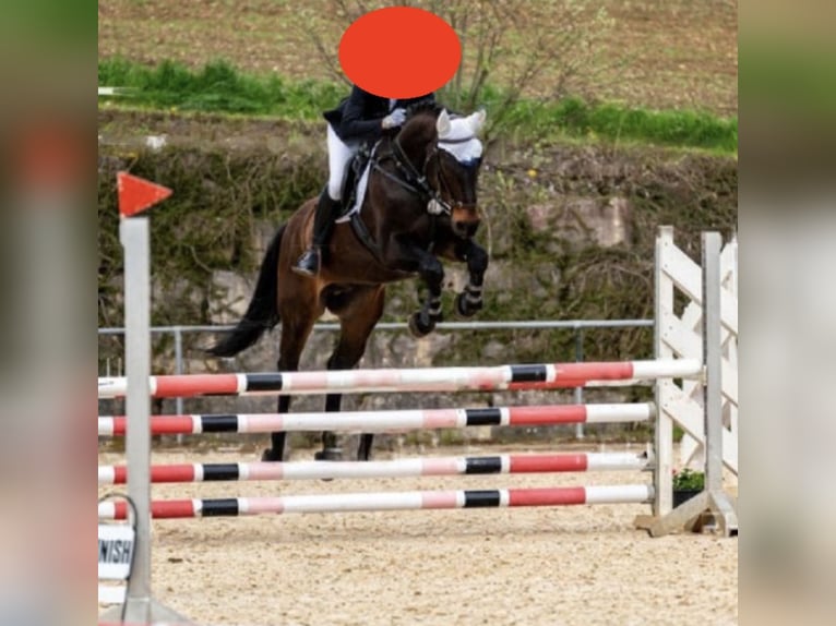 Westphalian Gelding 16 years 16,2 hh Smoky-Black in Donauwörth