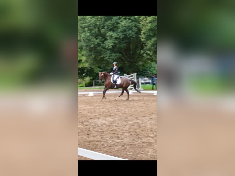 Westphalian Gelding 16 years 16,3 hh Chestnut in Goch