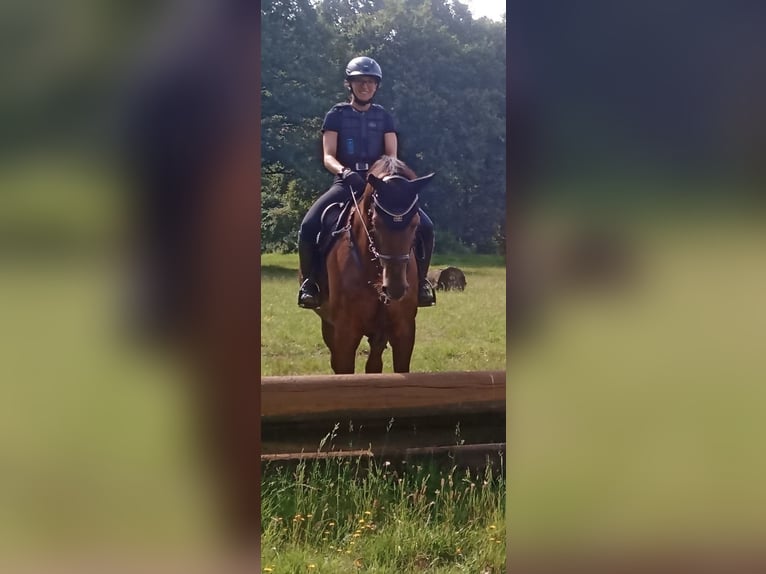 Westphalian Gelding 16 years 16,3 hh Chestnut in Goch