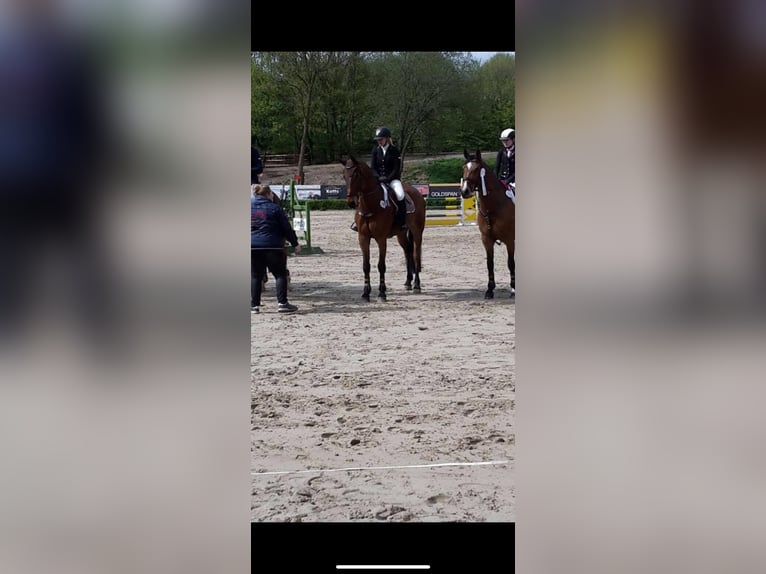 Westphalian Gelding 16 years 16,3 hh in Osnabrück