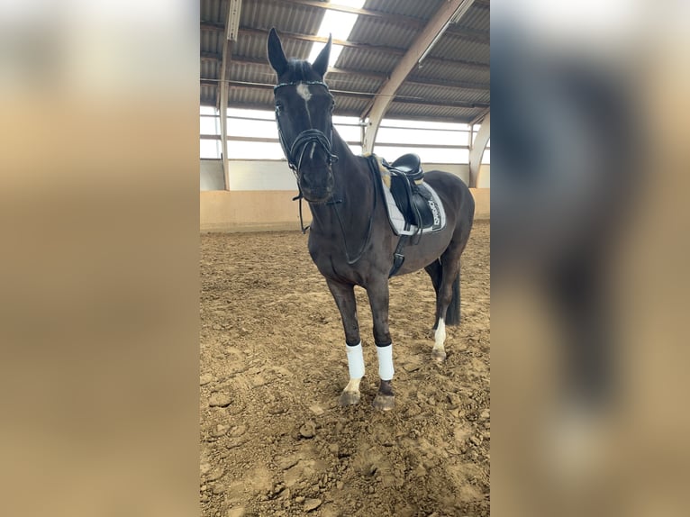 Westphalian Gelding 16 years 16 hh Black in Herzebrock-Clarholz