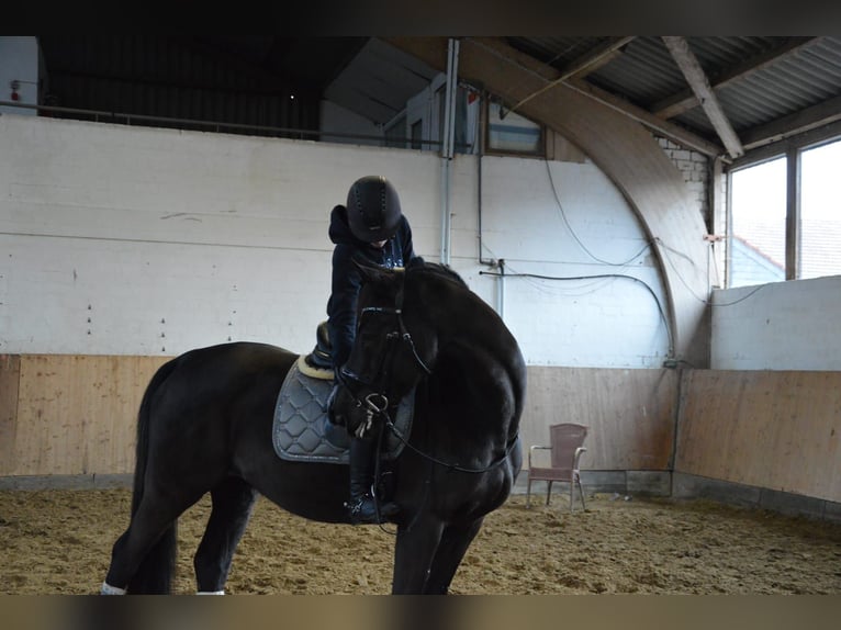 Westphalian Gelding 16 years 16 hh Black in Herzebrock-Clarholz