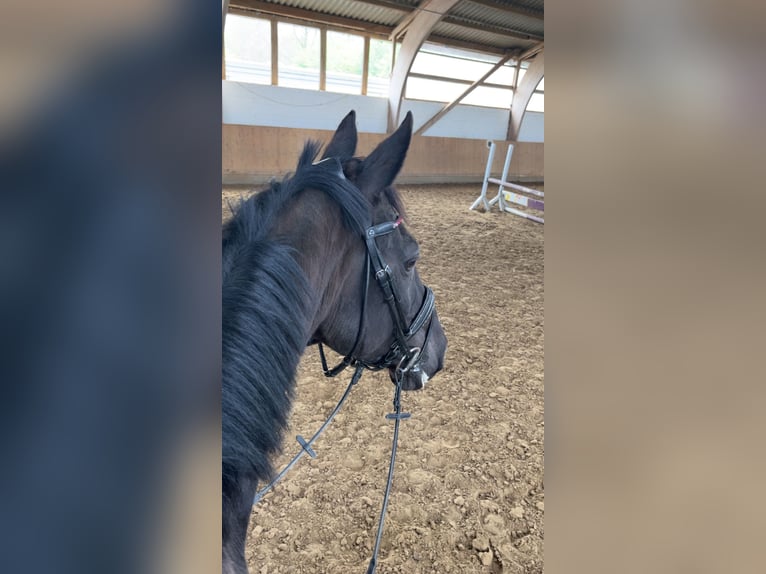 Westphalian Gelding 16 years 16 hh Black in Herzebrock-Clarholz