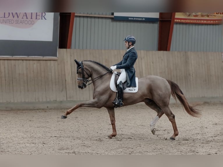 Westphalian Gelding 16 years 16 hh Chestnut in Mol