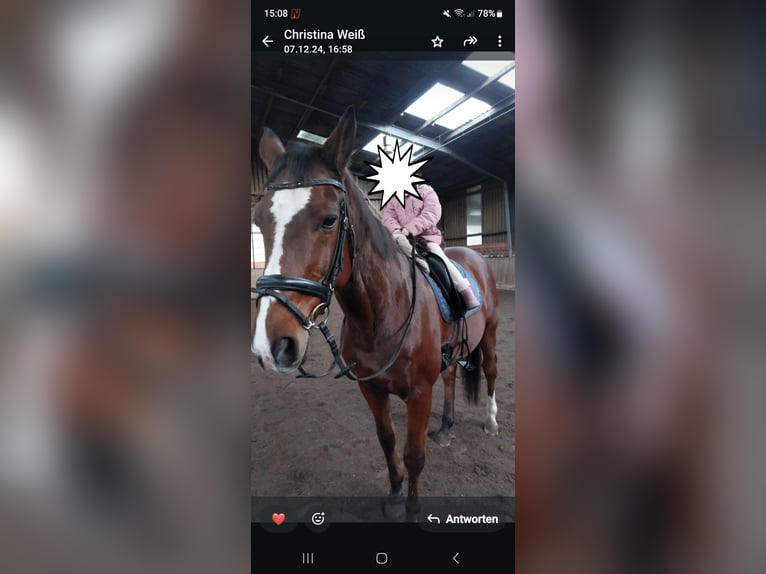 Westphalian Gelding 16 years 16,1 hh Brown in Westerkappeln