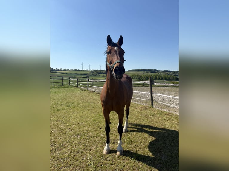 Westphalian Gelding 16 years 16,1 hh Brown in Lauterbach