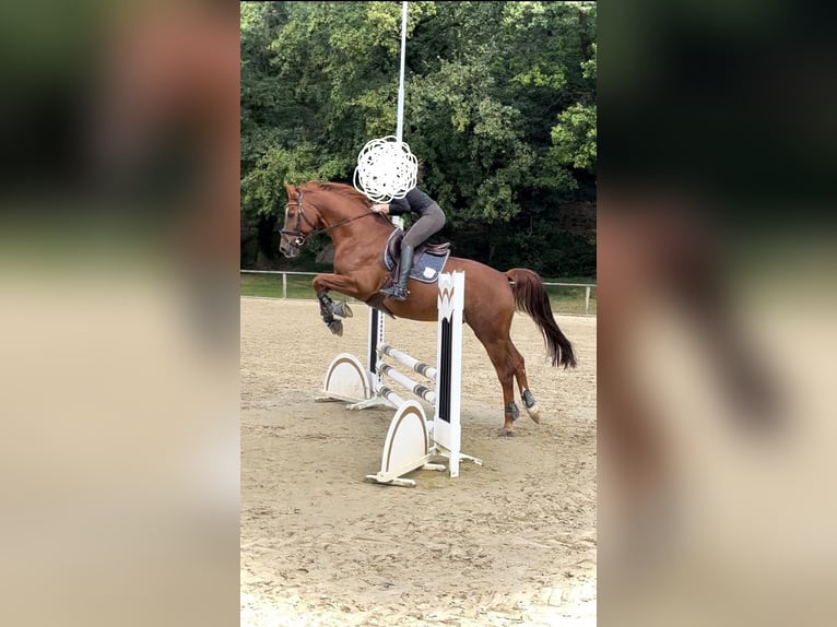 Westphalian Gelding 16 years 16,1 hh Chestnut-Red in Kerpen
