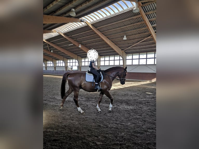 Westphalian Gelding 16 years 16,1 hh Chestnut-Red in Kerpen
