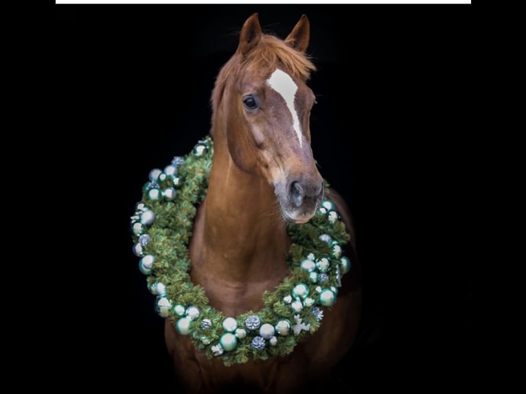 Westphalian Gelding 16 years 16,1 hh Chestnut-Red in Kerpen