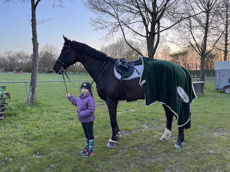 Westphalian Gelding 16 years 16,2 hh Black in Ehrenkirchen