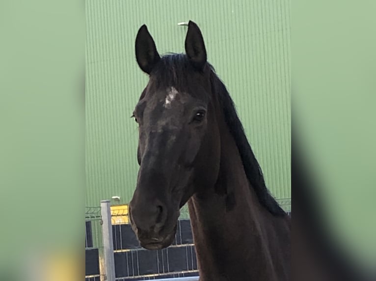 Westphalian Gelding 16 years 16,2 hh Black in Ehrenkirchen