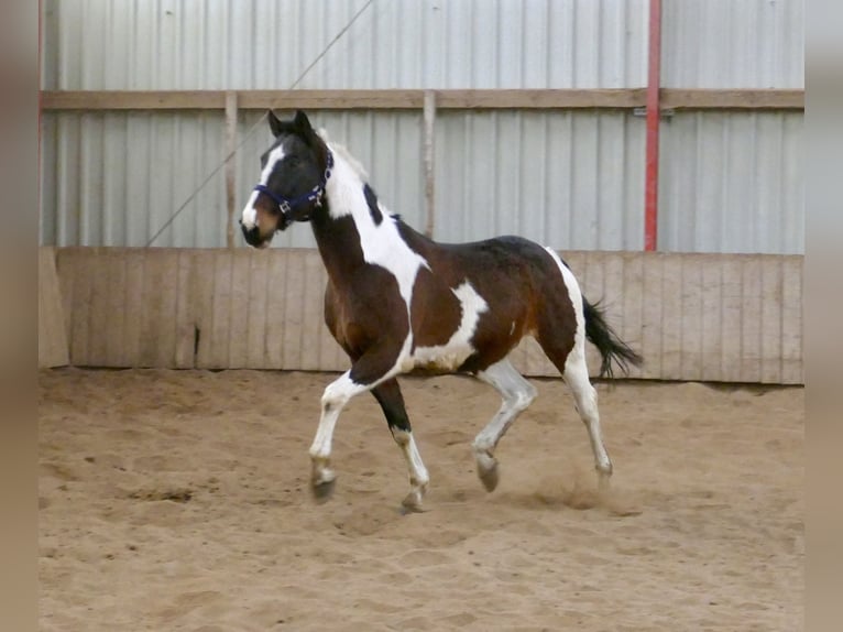 Westphalian Gelding 16 years 16,2 hh Pinto in Borgentreich