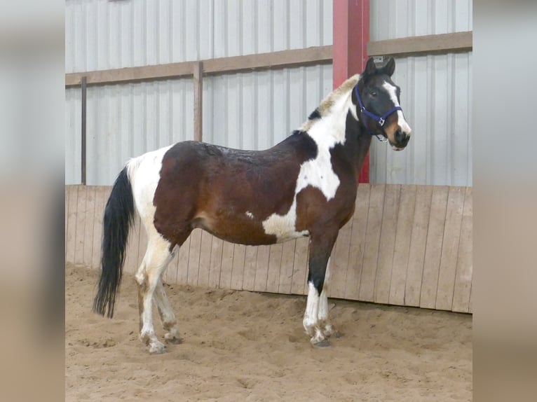 Westphalian Gelding 16 years 16,2 hh Pinto in Borgentreich