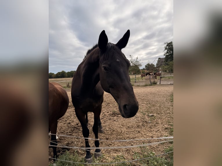 Westphalian Gelding 16 years 16,3 hh Bay-Dark in Olfen