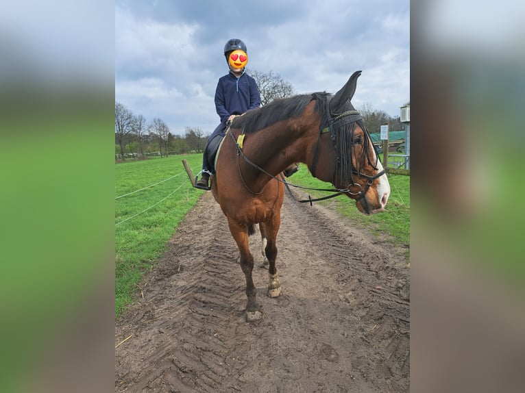 Westphalian Gelding 16 years 17 hh Brown in Datteln