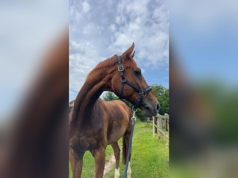 Westphalian Gelding 16 years 17 hh Chestnut-Red in Bonn