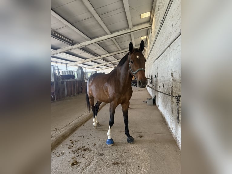Westphalian Gelding 16 years 17,1 hh Bay-Dark in Velbert