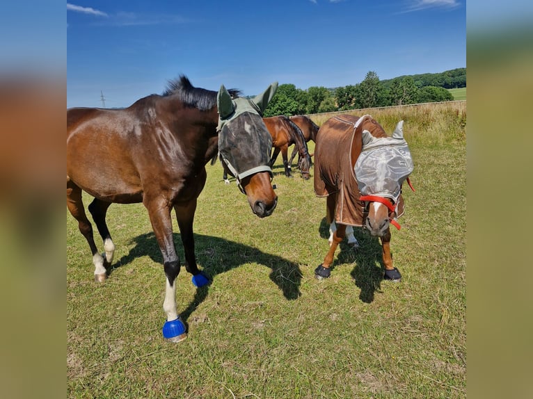Westphalian Gelding 16 years 17,1 hh Bay-Dark in Velbert