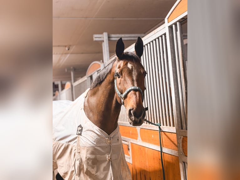 Westphalian Gelding 16 years 17,1 hh Bay-Dark in Velbert