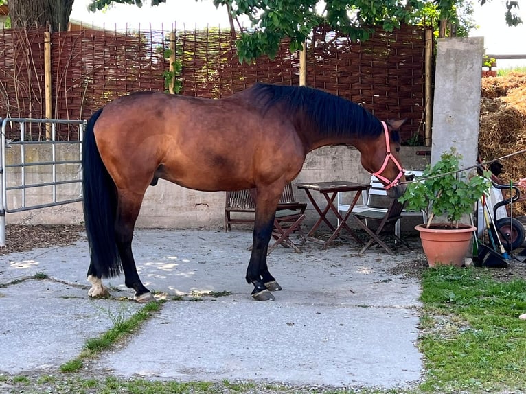 Westphalian Gelding 16 years 18 hh Brown in Vilsbiburg