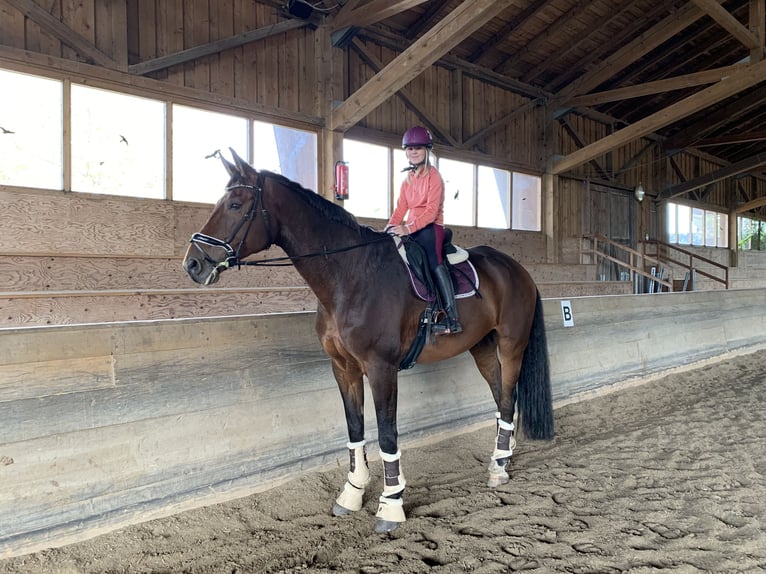 Westphalian Gelding 16 years 18 hh Brown in Vilsbiburg