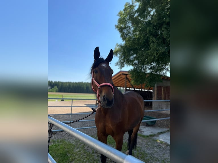 Westphalian Gelding 16 years 18 hh Brown in Vilsbiburg
