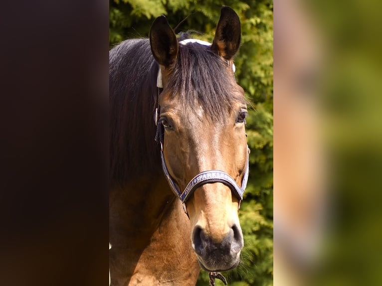 Westphalian Gelding 16 years 18 hh Brown in Vilsbiburg