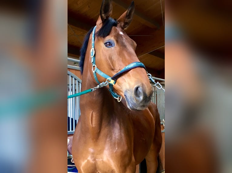 Westphalian Gelding 16 years 18 hh Brown in Vilsbiburg