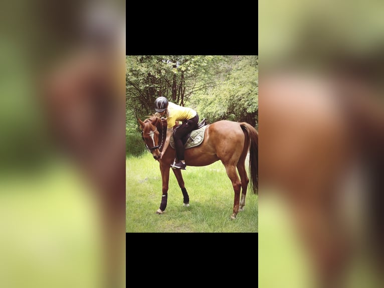 Westphalian Gelding 17 years 14.3 hh Chestnut-Red in Lingen