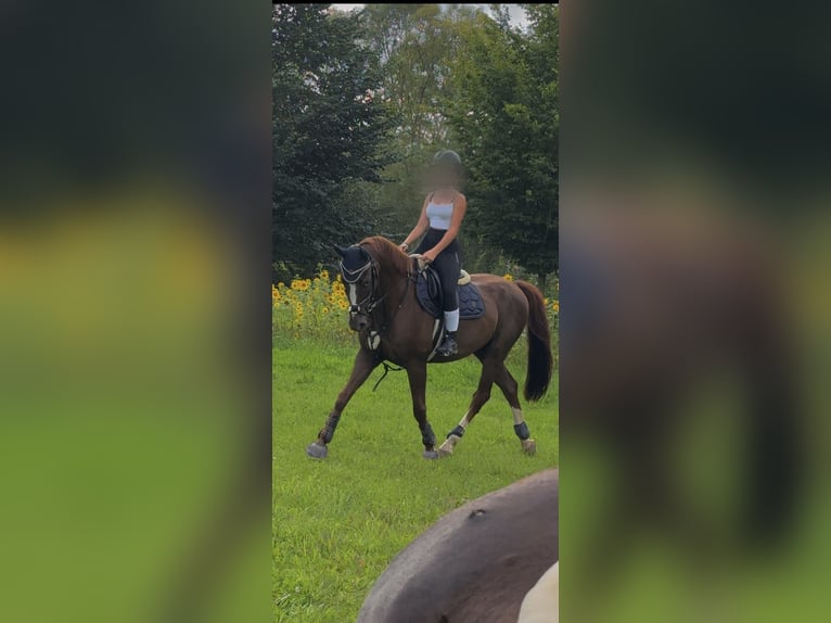 Westphalian Mix Gelding 17 years 15.2 hh Chestnut in Heilbad Heiligenstadt