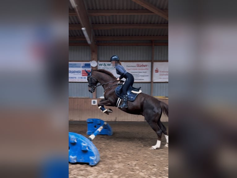 Westphalian Mix Gelding 17 years 15.2 hh Chestnut in Heilbad Heiligenstadt