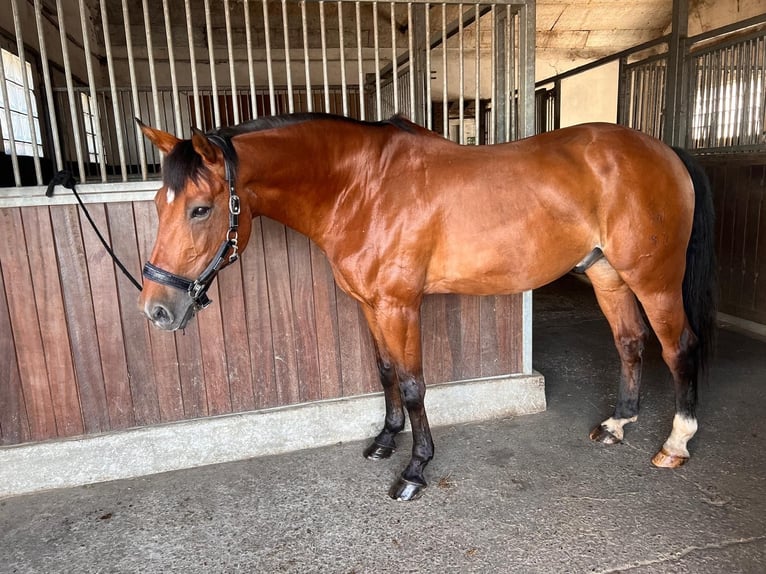 Westphalian Gelding 17 years 16,1 hh Brown in Herdecke