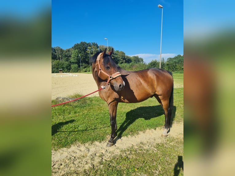 Westphalian Gelding 17 years 16,1 hh Brown in Münster