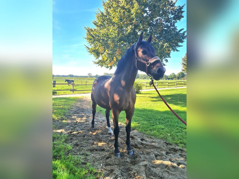 Westphalian Gelding 17 years 16,1 hh Brown in Münster