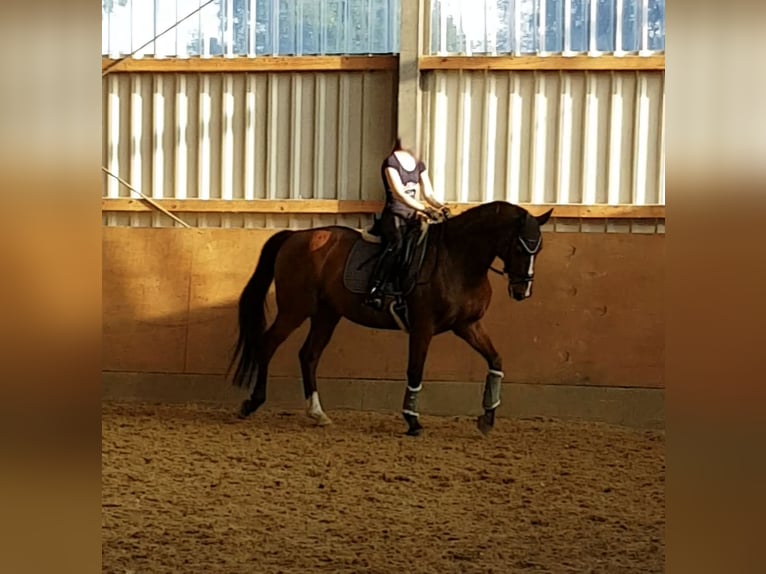 Westphalian Gelding 17 years 16.1 hh Brown in Westerkappeln