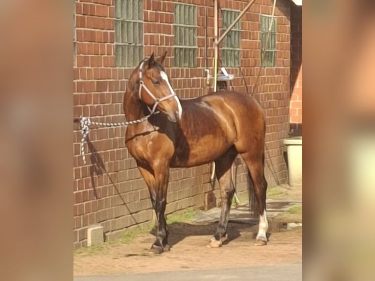 Westphalian Gelding 17 years 16.1 hh Brown in Westerkappeln