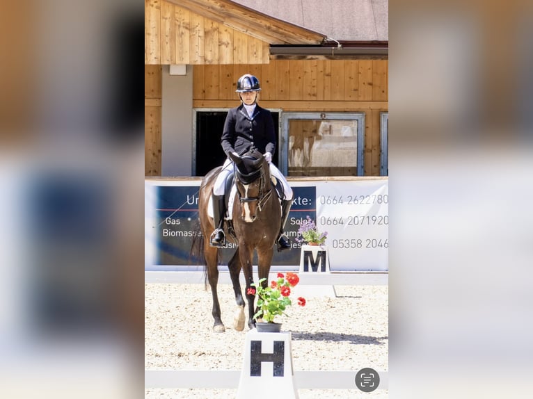Westphalian Gelding 17 years 16.2 hh Brown in Maurach