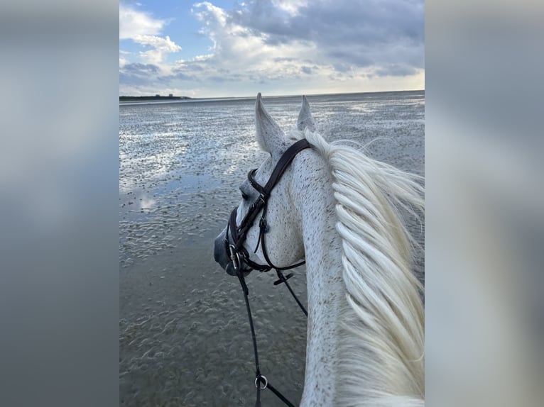 Westphalian Gelding 17 years 16,3 hh Gray in Weitenhagen