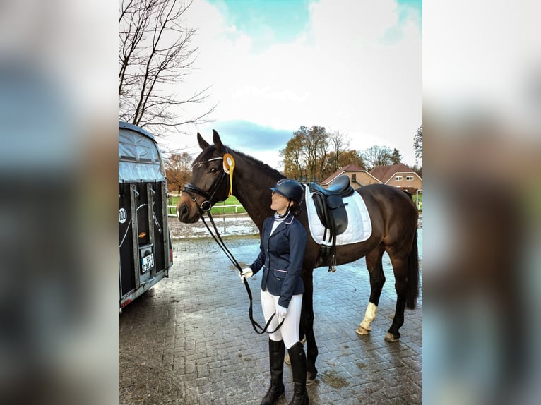 Westphalian Gelding 17 years 16 hh Bay-Dark in Werlte