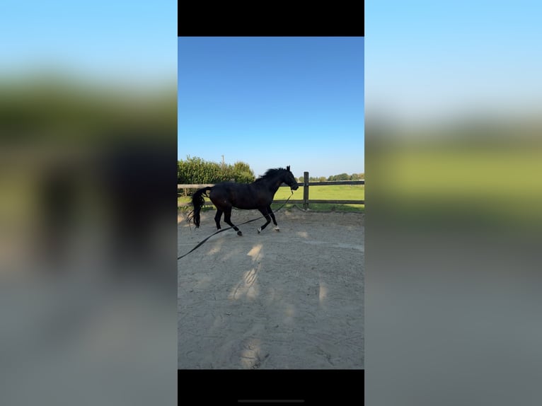 Westphalian Gelding 17 years 16,2 hh Black in Hückelhoven